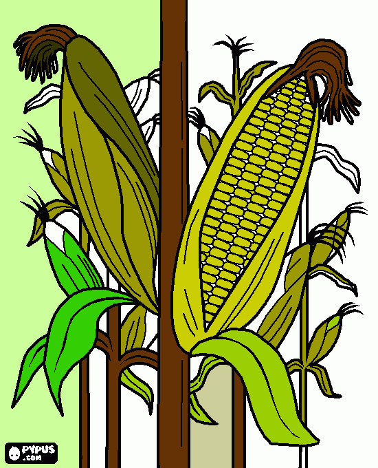 CAMPO DE MAIZ CON JOJOTO para colorear
