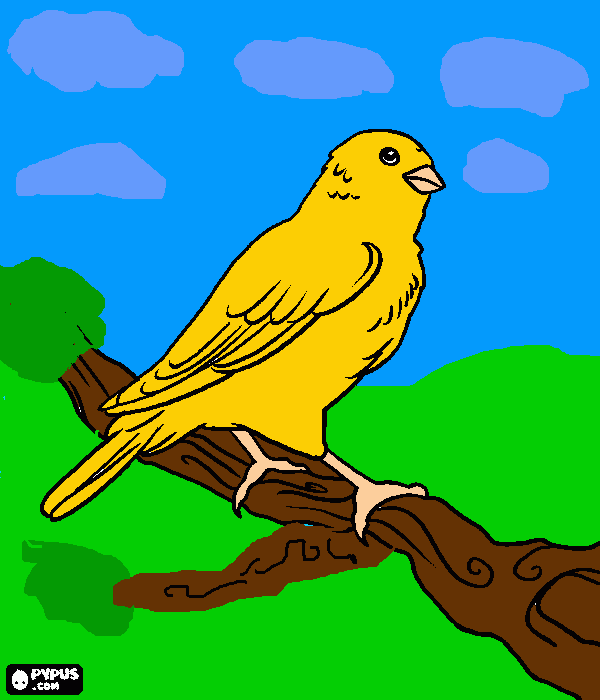 canario amarillo para colorear