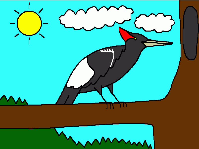 carpintero imperial para colorear