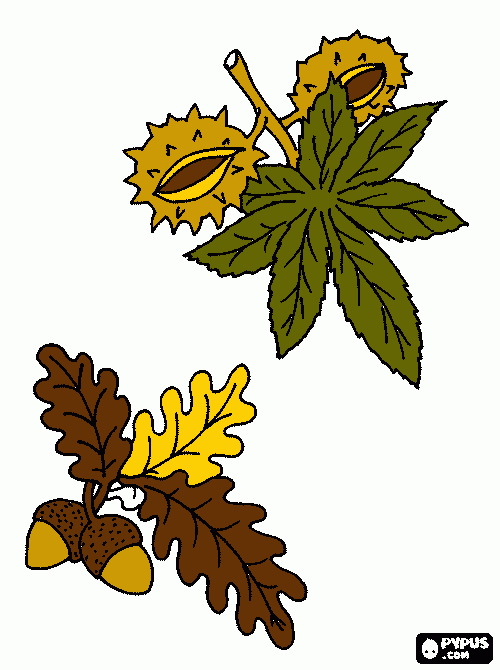 castaña y bellota para colorear