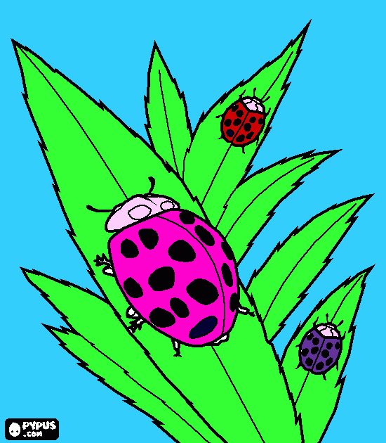 catarinas en las plantas para colorear