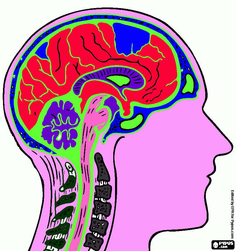 cerebro 2  para colorear