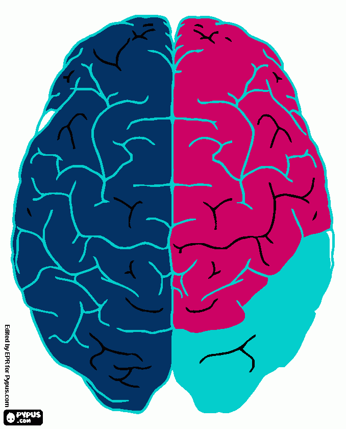 CEREBRO HUMANO para colorear