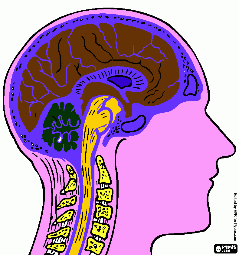 CEREBRO y partes para colorear