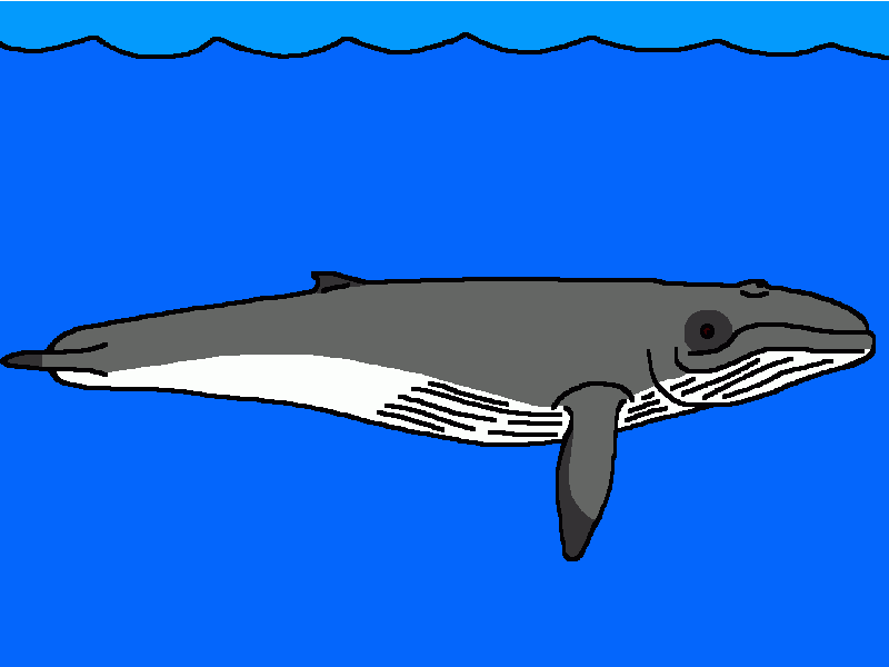 cetotherium para colorear