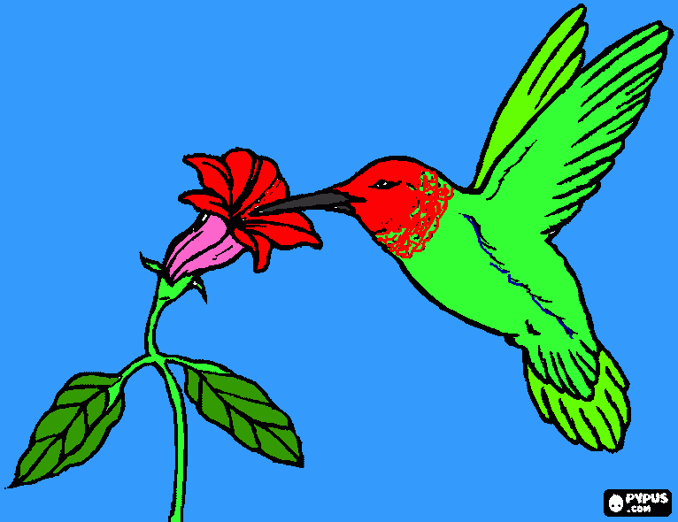 colibri imperial para colorear