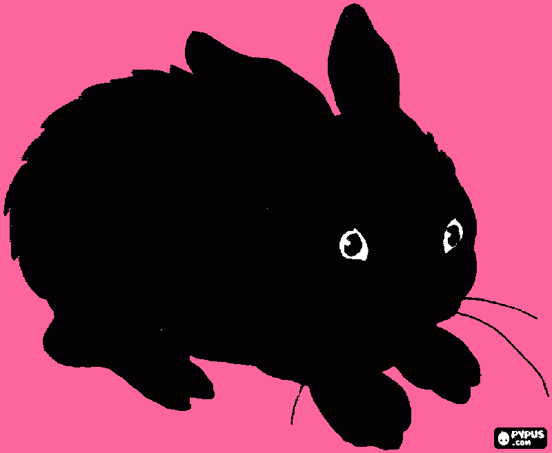 conejo negro para colorear