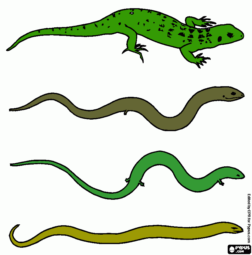 cuatro estadios de reptiles para colorear