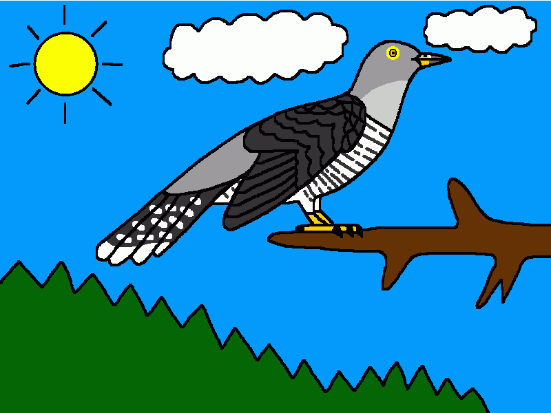 cuco común para colorear