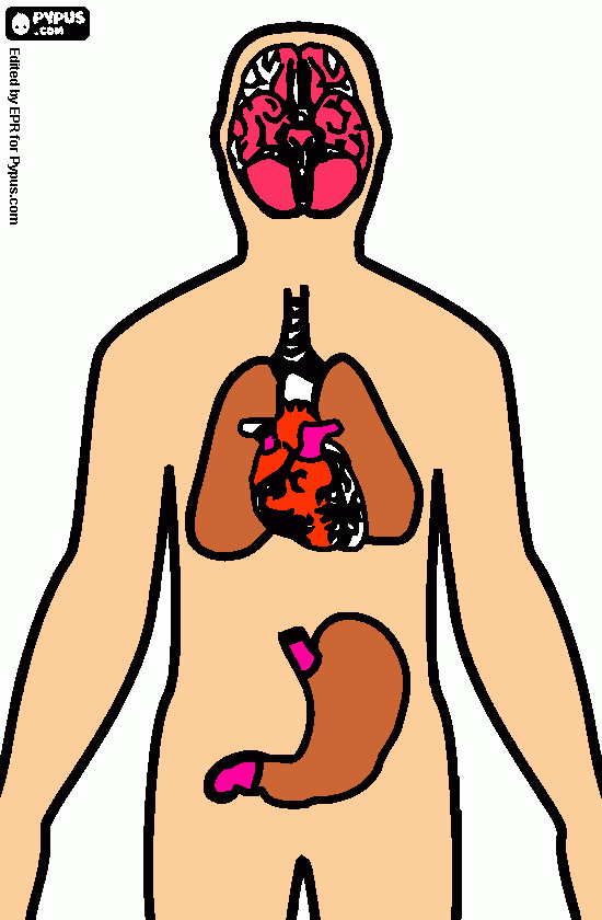 Cuerpo Humano - Omar López Uvidia para colorear