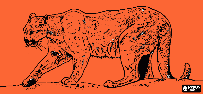 dibujo de puma para colorear