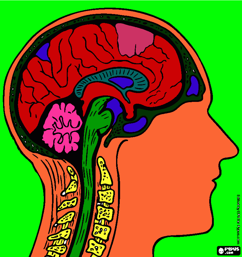 El cerebro del ser humano para colorear