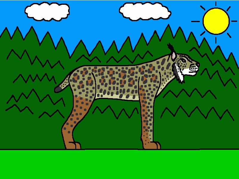 el lince ibérico, dibujo acabado para colorear