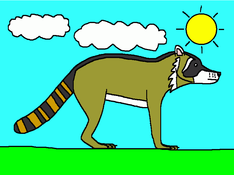 el mapache para colorear
