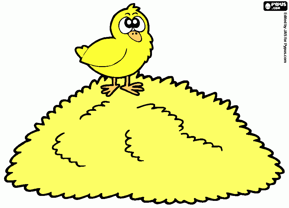 el pollito pio pio para colorear