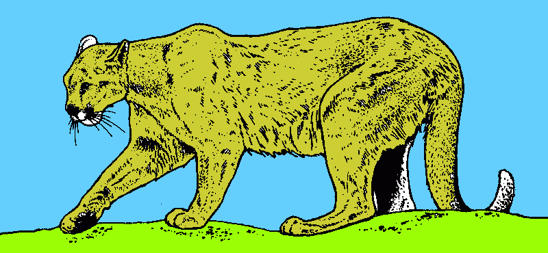 el puma para colorear