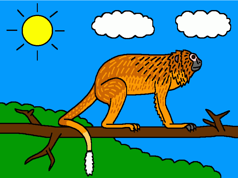 el tití león dorado para colorear