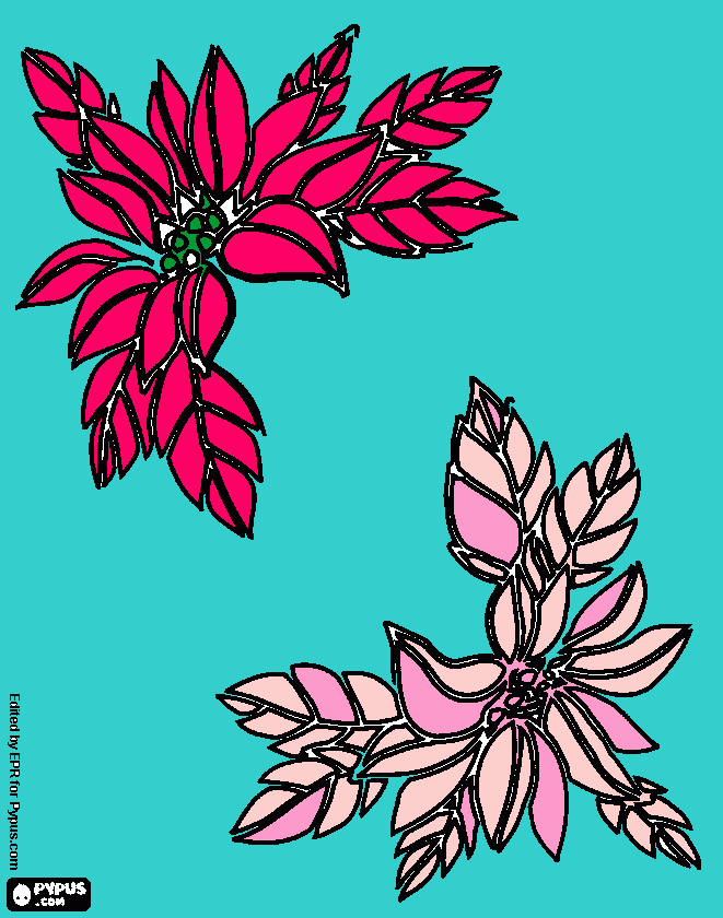 floor¡¡¡ para colorear