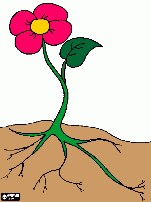 flor con raiz para colorear