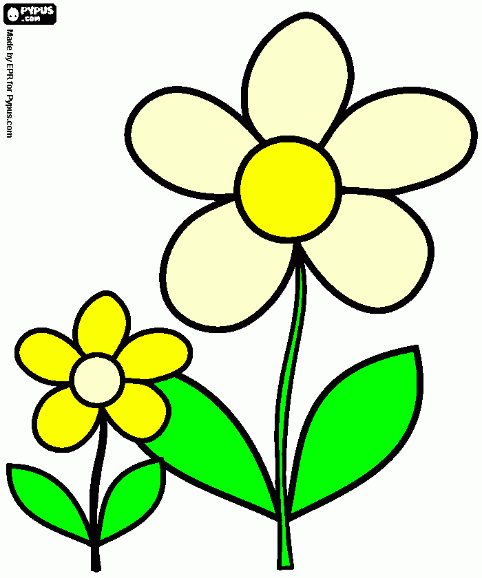 flor de mayo para colorear