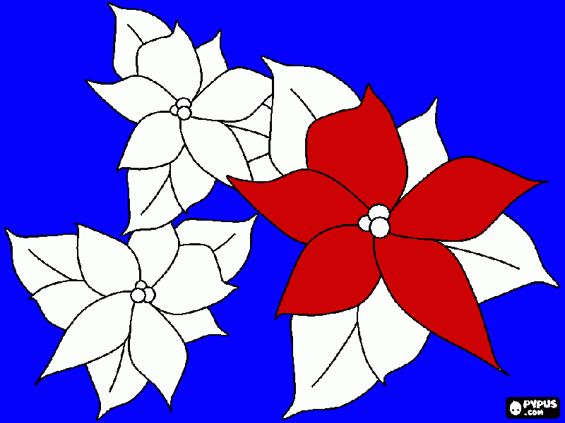 flor noche buena  para colorear