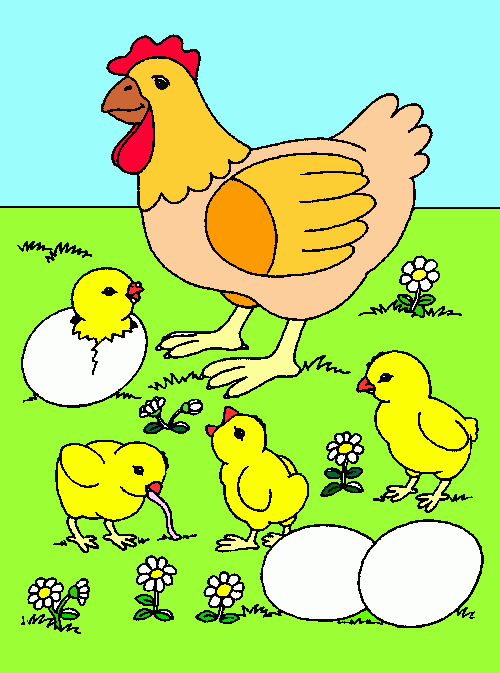 GALLINA POLLOS para colorear