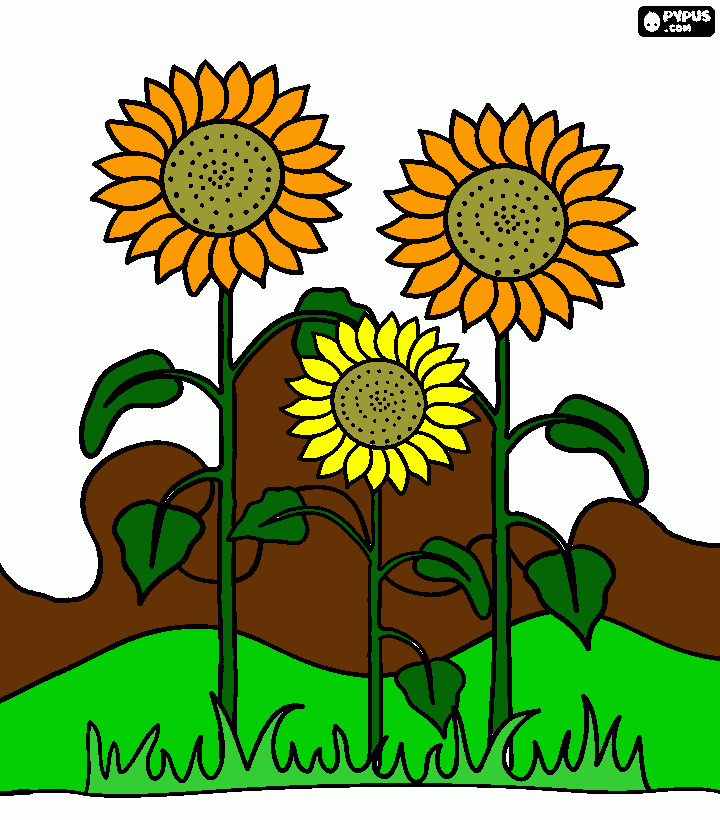 girasol para colorear