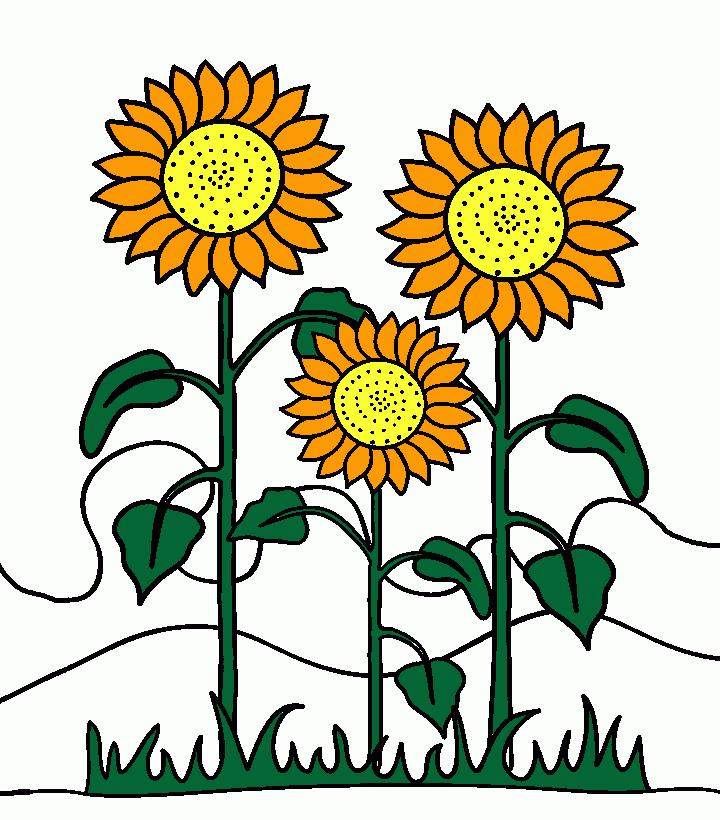 girasoles en el campo, tres flores de girasol clom, jaquima maravilla mirasol, tlapolote, miz de teja para colorear