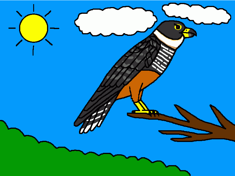 halcón murcielaguero para colorear
