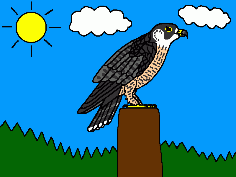 halcón peregrino para colorear