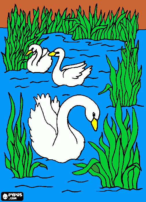 hay unos patos en el agua y estan en el medio rodeados de unas hierbas largas y  verdes verdes. para colorear