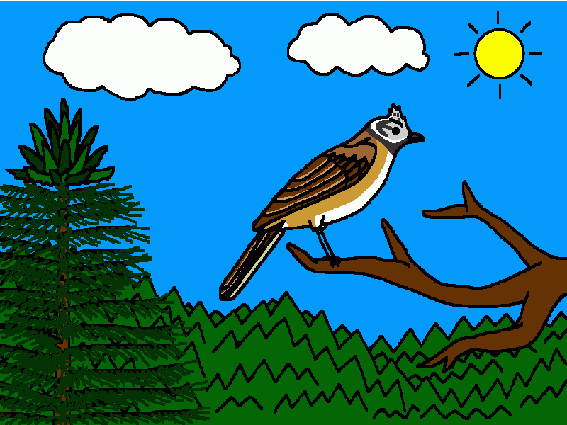 herrerillo capuchino para colorear