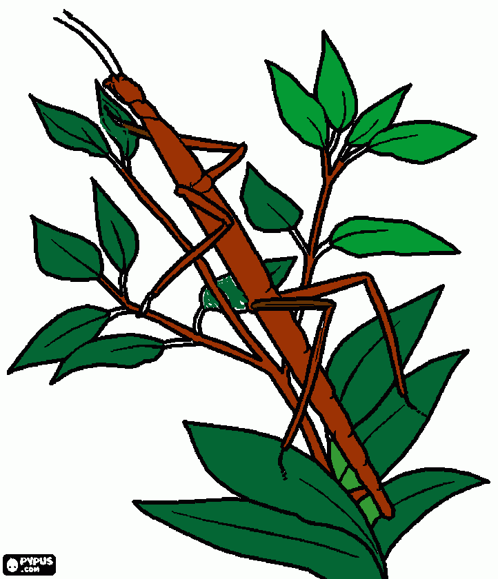 insecto hoja para colorear