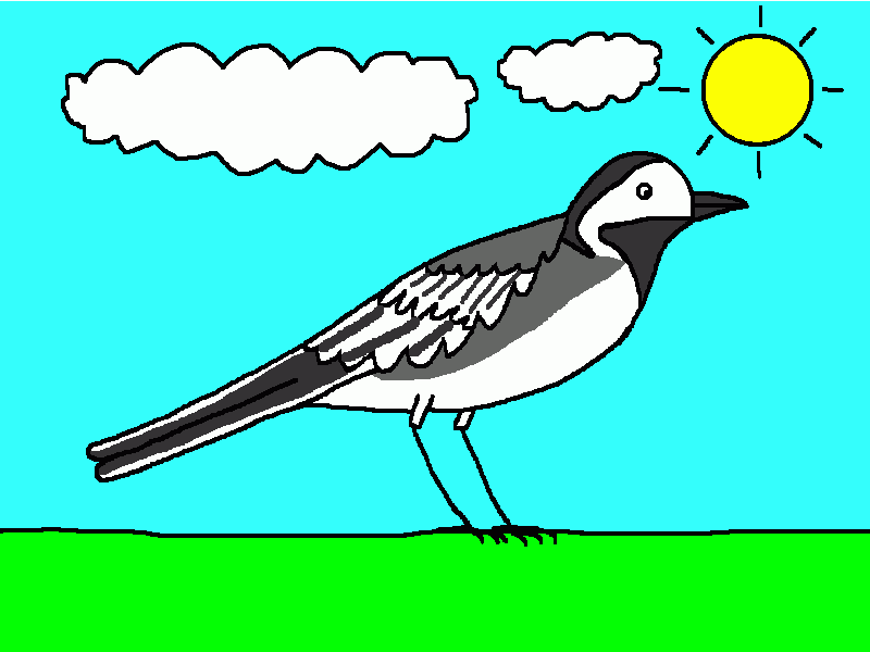 lavandera blanca para colorear
