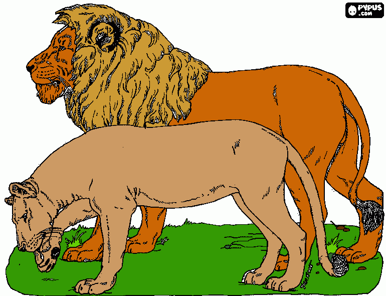 leones y manadas para colorear