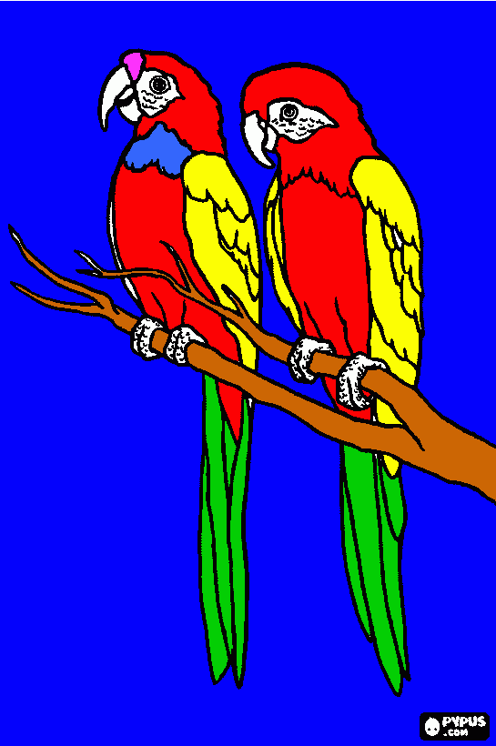 los loros para colorear