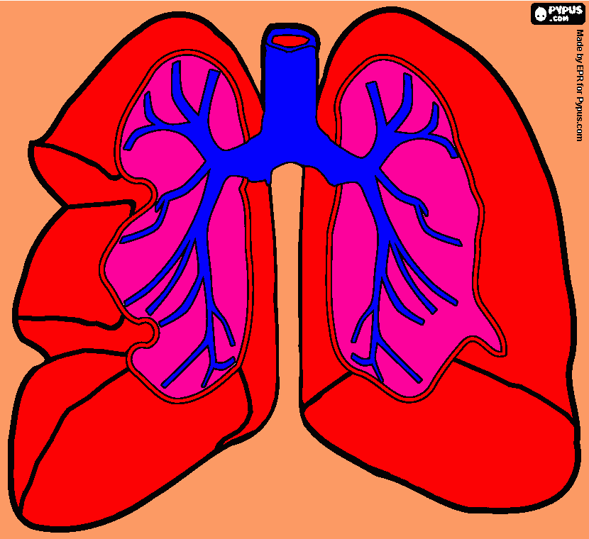 Los Pulmones, el aparato respiratorio para colorear