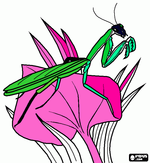 mantis religiossa para colorear