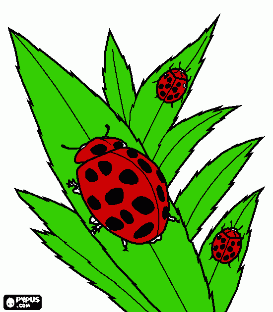 mariquita roja para colorear