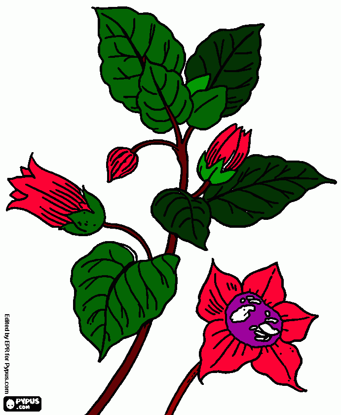 me  estoy inspirando para colorear