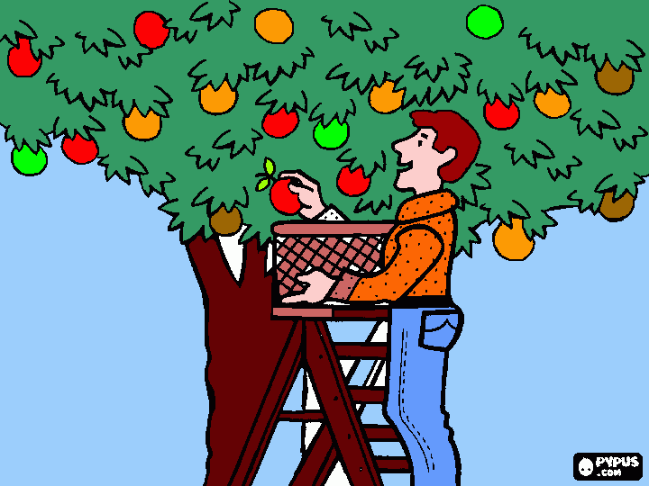 niño cogiendo manzanas para colorear