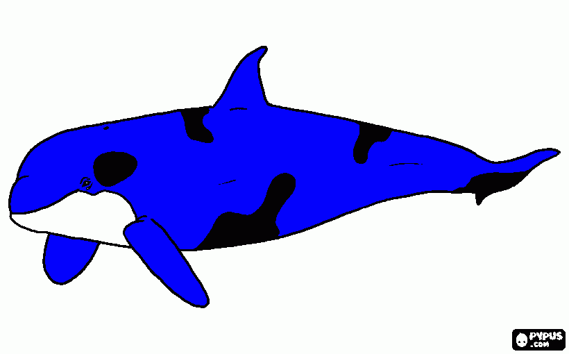 orca asesina para colorear