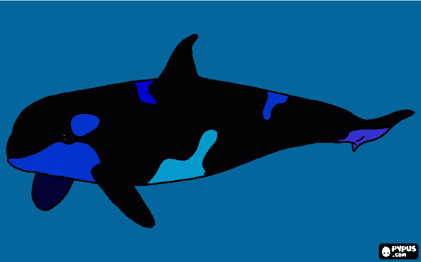 Orca de Carlos para colorear