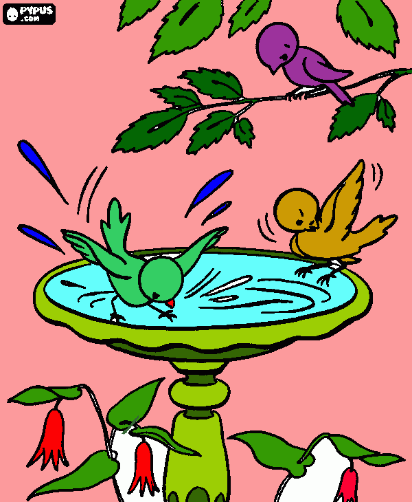 pajaritos tomando agua para colorear