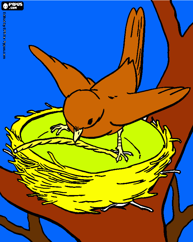 pajaro haciendo nido para colorear