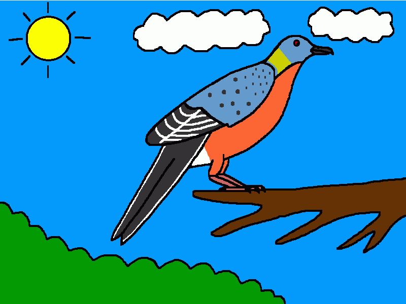 paloma migratoria para colorear