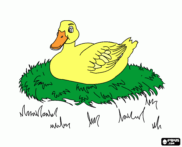 patito incubando para colorear