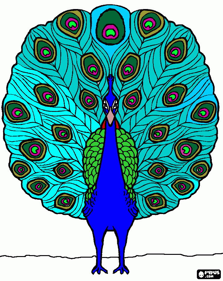 pavo real para para colorear, pavo real para para imprimir pavo real para para colorear, pavo real para para imprimir