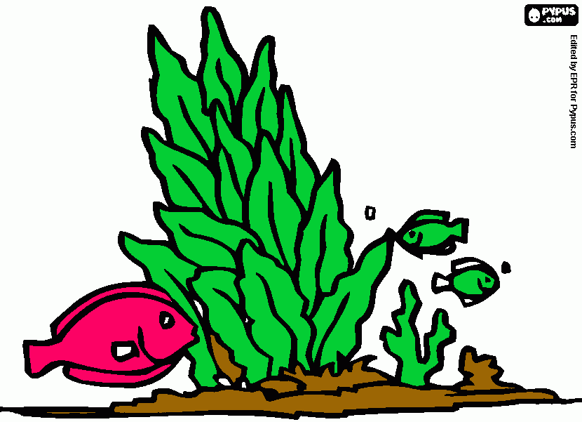planta acuatica para colorear