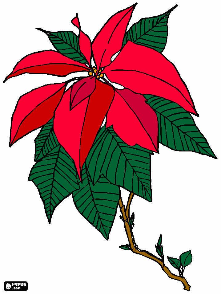 poinsetia para colorear